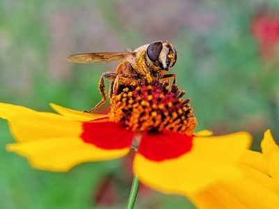 手机微距-抓拍-蜻蜓-蜜蜂-动物 图片素材