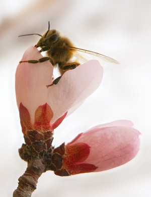 昆虫总动员-原创作品-蜜蜂-蜜-昆虫 图片素材