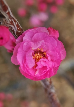 手机微距-花-花朵-小花-植物 图片素材