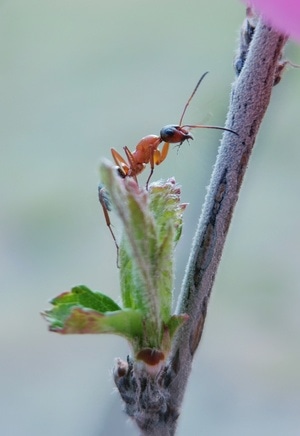 昆虫总动员-手机微距-昆虫-节肢动物-蚂蚁 图片素材