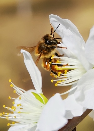 像素蜜蜂-手机微距-抓拍-蜜蜂-采蜜 图片素材