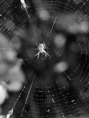 手机微距-蜘蛛-蛛网-节肢动物-黑白 图片素材