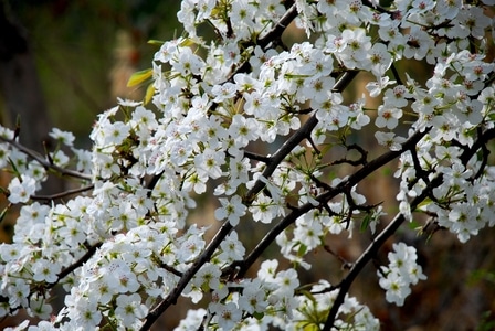 原创作品-梨花-植物-梨花-植物 图片素材