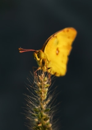 手机微距-植物-昆虫-昆虫-蝴蝶 图片素材