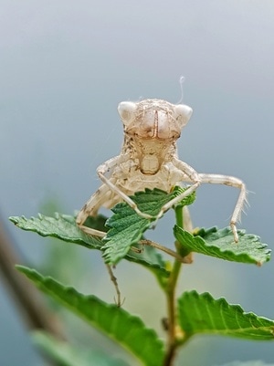 微距-蜻蜓壳-蜻蜓壳-壳体-壳 图片素材