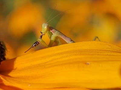 手机微距-螳螂-昆虫-动物-花瓣 图片素材