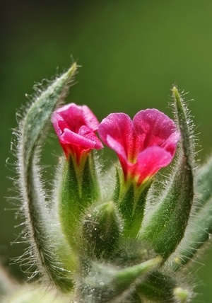 手机微距-花-花苞-嫩芽-花卉 图片素材