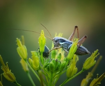 手机微距-蝗虫-昆虫-植物-动物 图片素材