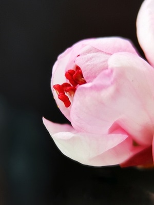 原创作品-手机微距-植物-花-花卉 图片素材