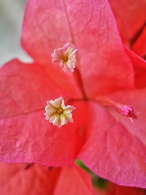 手机微距-微观-植物-花-花朵 图片素材