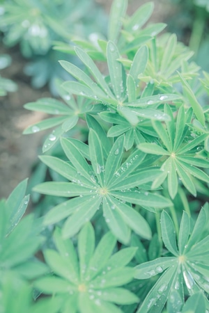 绿植-我要上封面-薄凉先sen-小清新-日系 图片素材