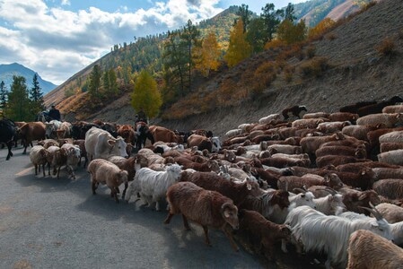 新疆阿尔泰-铁热克提乡-风光-羊-羊群 图片素材