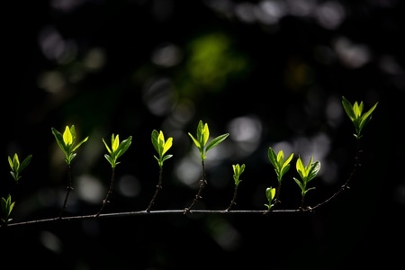 杭州-我要上封面-植物-叶子-树叶 图片素材
