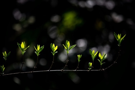 杭州-我要上封面-植物-叶子-树叶 图片素材