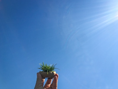 宅家-杭州-天空-盆栽-菖蒲 图片素材