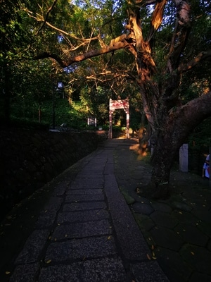 手机拍摄-随手拍-风光-夕阳-树 图片素材