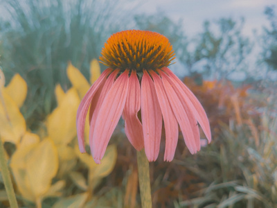 自然-花-手机摄影-花-植物 图片素材