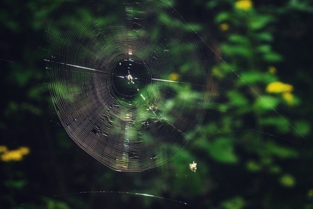生态-微距-昆虫-蜘蛛网-蛛网 图片素材