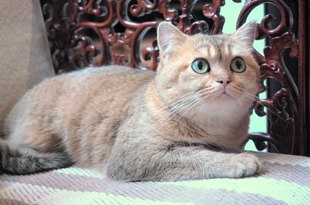 猫-神-动物-宠物-猫 图片素材