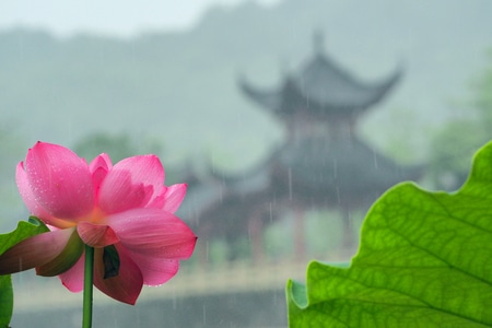 雨中-荷花-生态-植物-花 图片素材