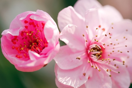 生态-红梅-微距-花-花朵 图片素材