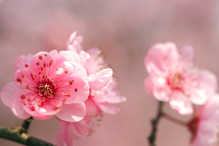 生态-红梅-微距-花-花朵 图片素材