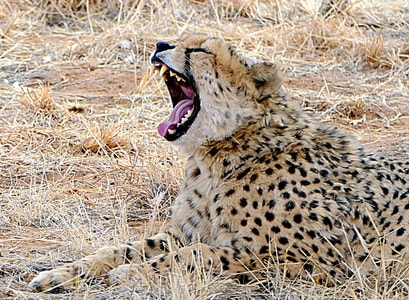 自然-猎豹-猎豹-动物-猫科 图片素材