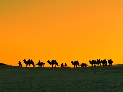 风光-驼队-风景-骆驼-动物 图片素材
