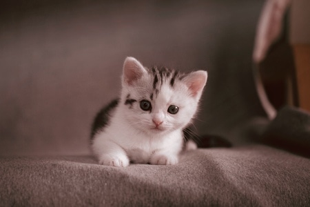 萌宠-可爱的-宠物-猫-小猫 图片素材
