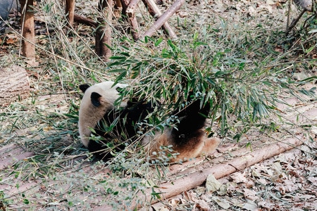 你好2020-熊猫-熊猫-动物-野生动物 图片素材
