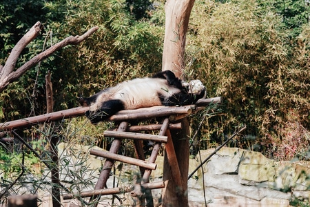 你好2020-熊猫-熊猫-动物-野生动物 图片素材