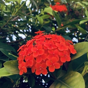 惠州市-街道-城市-植物-识花 图片素材