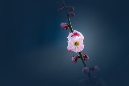 花-我的2020-春暖花开-梅花-桃花 图片素材