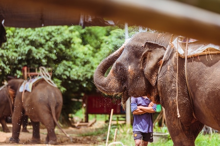 泰国-旅行-泰国清迈-大象-大象 图片素材