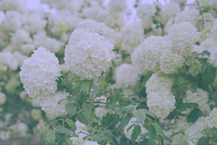 花卉-静物-生活感-清新-花卉 图片素材