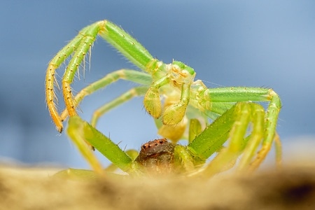 微距-摄影-蜕变-蜘蛛-昆虫 图片素材