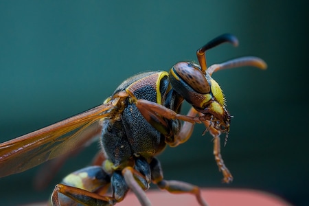 微距-摄影-昆虫-节肢动物-黄蜂 图片素材