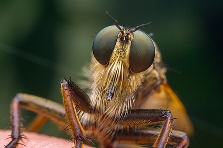 微距-摄影-昆虫-动物-复眼 图片素材
