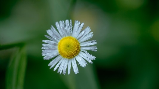 原创-自然-微距-雏菊-花 图片素材