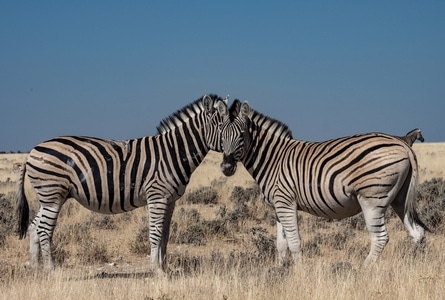 斑马-非洲-纳米比亚-草原-蓝天 图片素材
