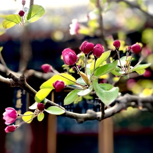 春天-彩色-花-红色-海棠花 图片素材
