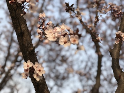 花-春天-彩色-花-植物 图片素材