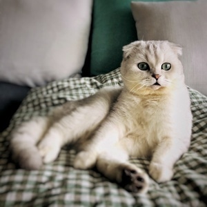 色彩-冬天-宠物-猫-猫 图片素材