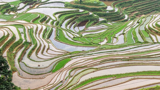 梯田-绿色-旅行-色彩-水 图片素材