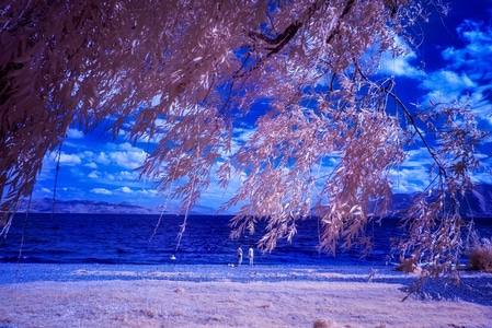 旅行-风光摄影-湖畔-色彩-红外影像 图片素材