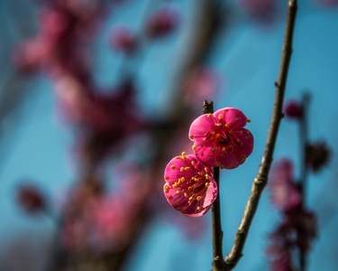 花卉-静物摄影-特写-色彩-梅花 图片素材