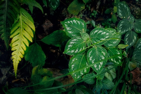 植物-阴天-漫射光-蕨类植物-绿色环保 图片素材