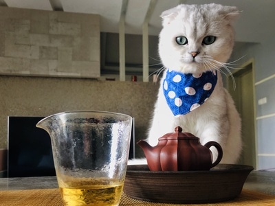宅家-色彩-冬天-人文摄影-猫 图片素材