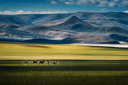 藏区-高原-野生动物-藏野驴-风景 图片素材