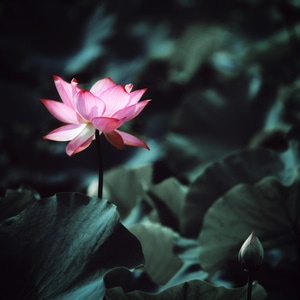 旅游-风光摄影-花卉-静物摄影-特写 图片素材
